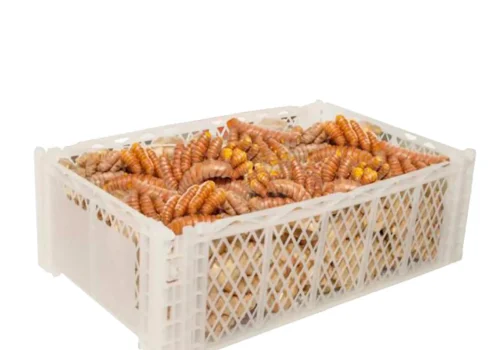 Peruvian turmeric 2_11zon_11zon