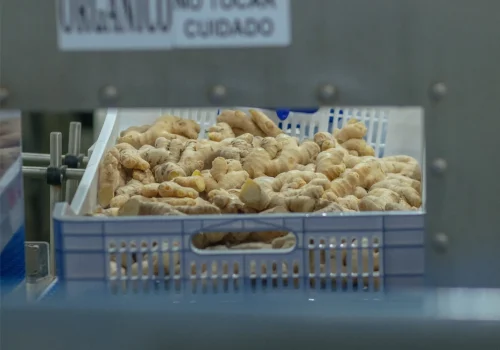 frozen ginger 3_11zon_11zon