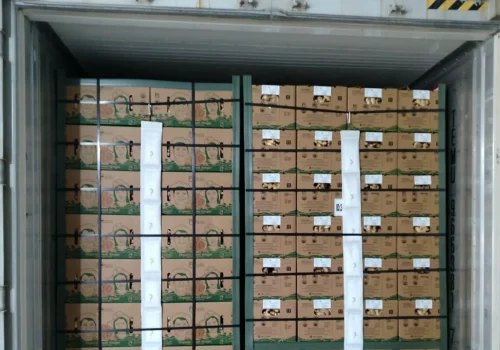 ginger jengibre 1_11zon_11zon