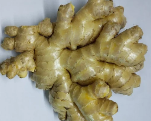 ginger jengibre 2_11zon_11zon