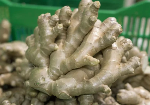 ginger jengibre 3_11zon_11zon