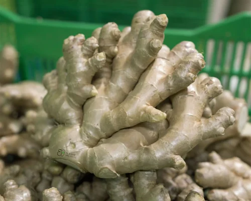 ginger jengibre 3_11zon_11zon