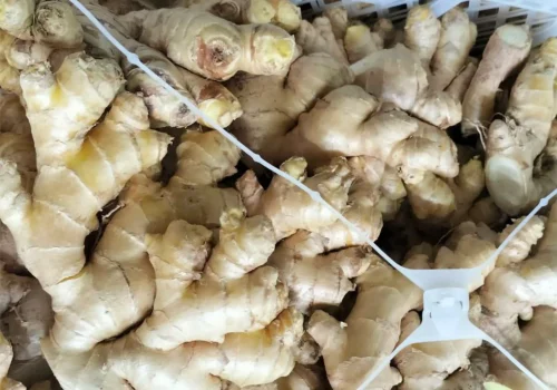 ginger jengibre 4_11zon_11zon