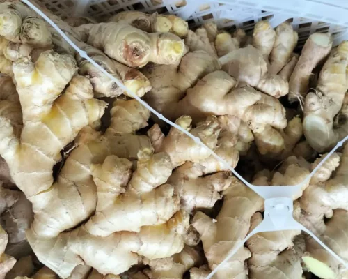 ginger jengibre 4_11zon_11zon