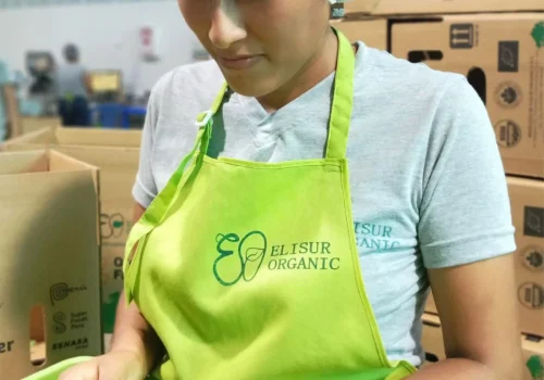 ginger jengibre 5_11zon_11zon