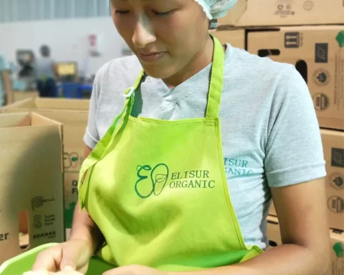 ginger jengibre 5_11zon_11zon