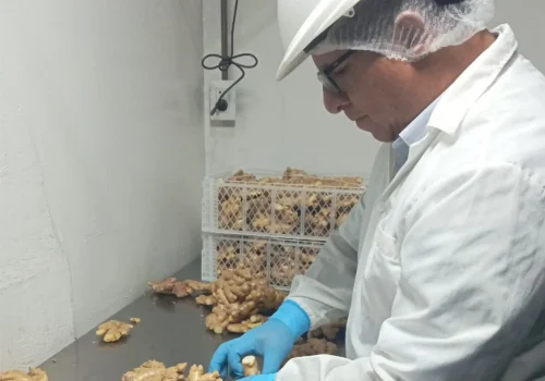 ginger jengibre 6_11zon_11zon