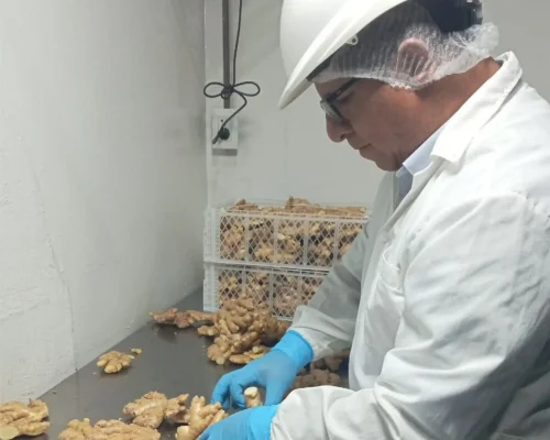 ginger jengibre 6_11zon_11zon