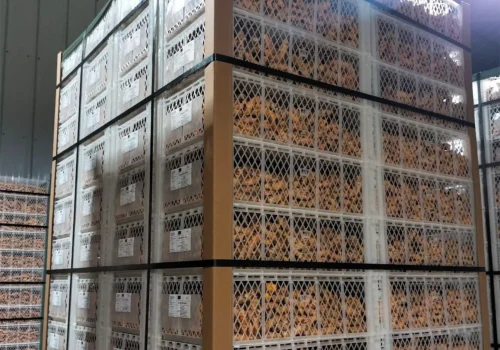 turmeric curcuma 1_11zon_11zon