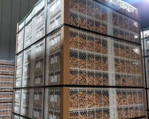 turmeric curcuma 1_11zon_11zon