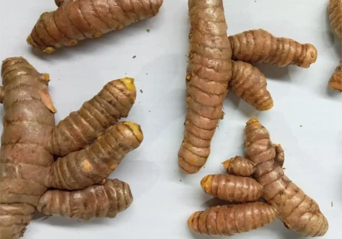 turmeric curcuma 2_11zon_11zon