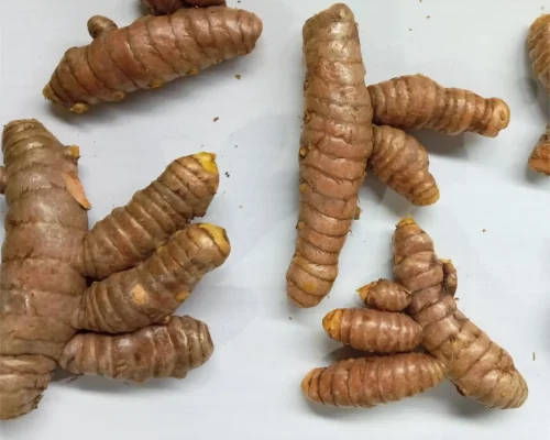 turmeric curcuma 2_11zon_11zon