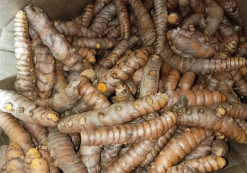 turmeric curcuma 3_11zon_11zon