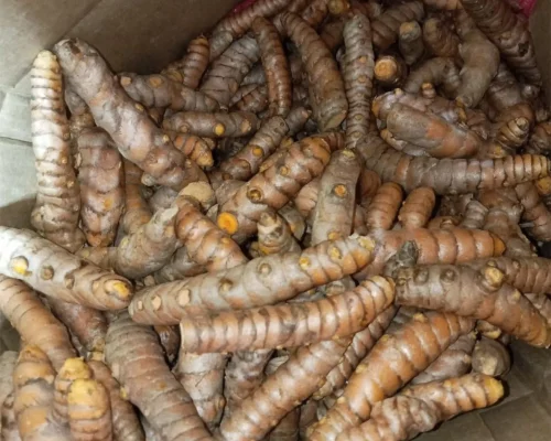 turmeric curcuma 3_11zon_11zon