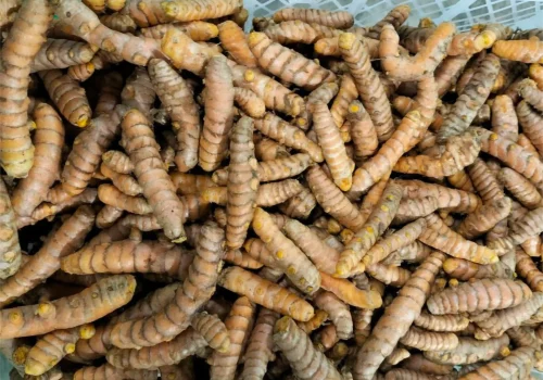 turmeric curcuma 4_11zon_11zon