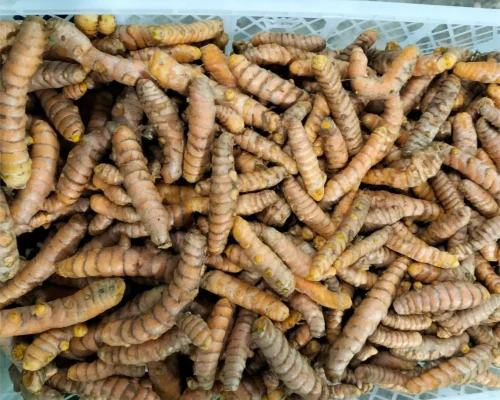 turmeric curcuma 4_11zon_11zon