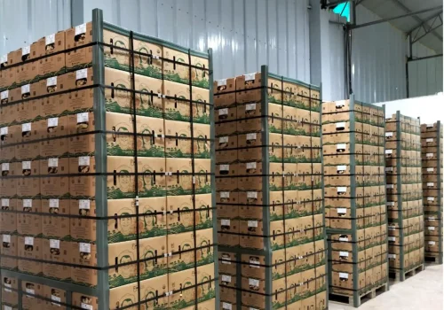 turmeric curcuma 5_11zon_11zon