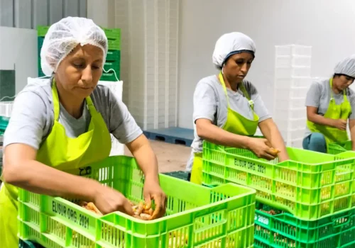 turmeric curcuma 6_11zon_11zon