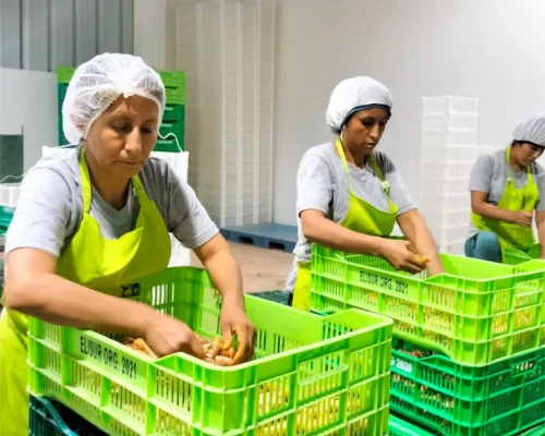 turmeric curcuma 6_11zon_11zon